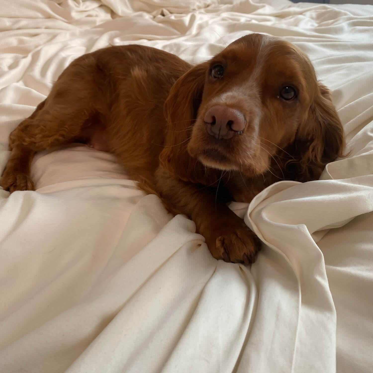 a ginger spaniel on a silk bed set